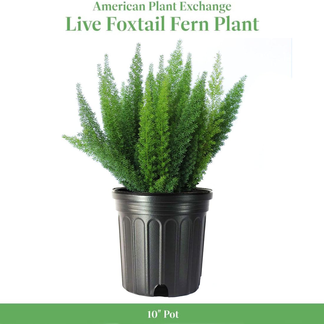 American Plant Exchange foxtail fern frond closeup reveals soft texture and healthy foliage
