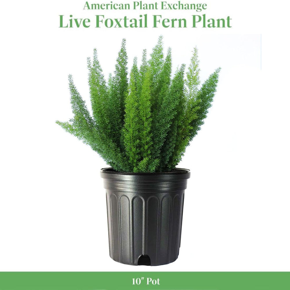 American Plant Exchange foxtail fern frond closeup reveals soft texture and healthy foliage