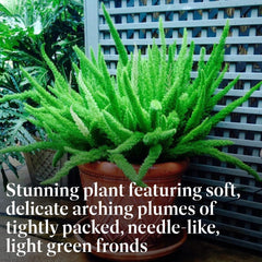 American Plant Exchange foxtail fern 10-inch pot label visible for easy care information