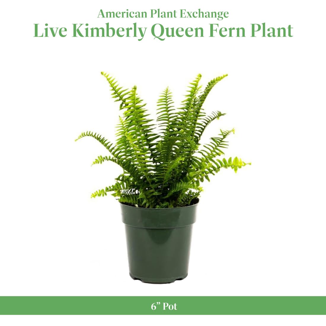 American Plant Exchange close-up of frond texture highlighting lush green detail and durability