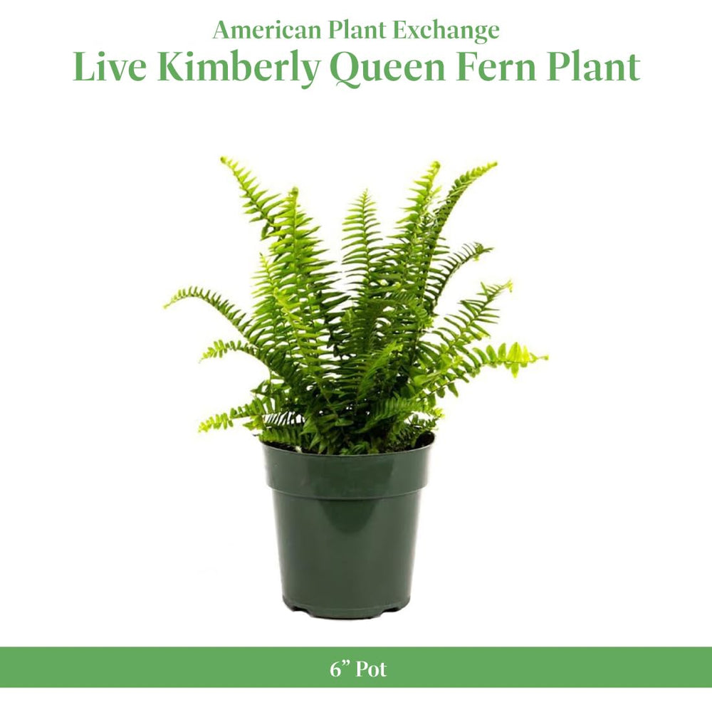 American Plant Exchange close-up of frond texture highlighting lush green detail and durability
