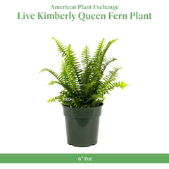 American Plant Exchange close-up of frond texture highlighting lush green detail and durability