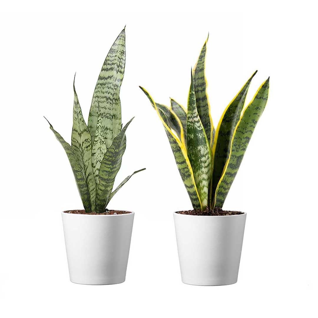 American Plant Exchange two-pack in deco covers ready to display, stylish decor benefit