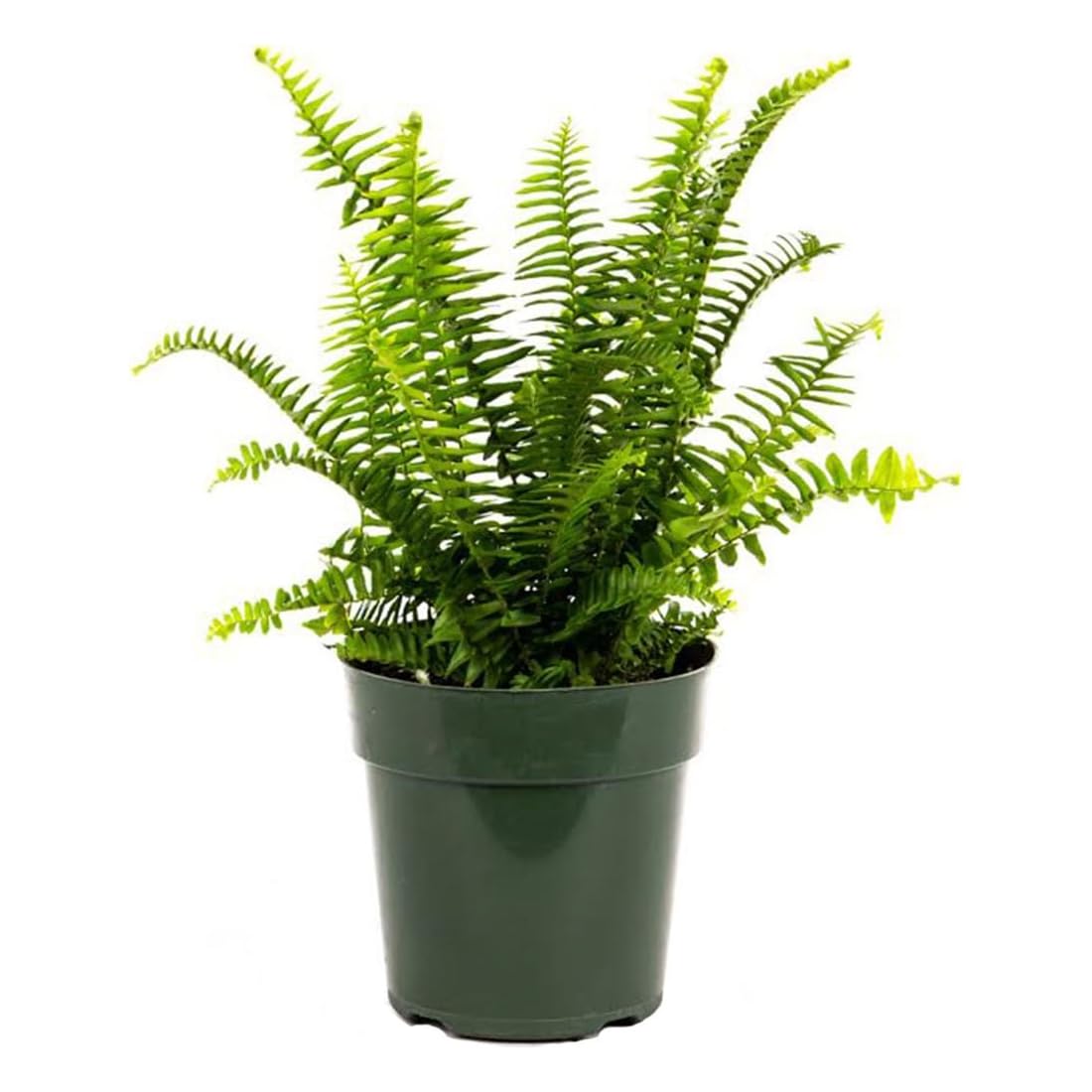 American Plant Exchange front view of Kimberly Queen Fern showing upright fronds and elegant shape