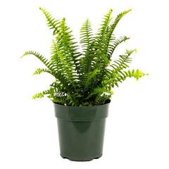 American Plant Exchange front view of Kimberly Queen Fern showing upright fronds and elegant shape