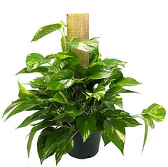 American Plant Exchange front view of Golden Pothos totem pole, vertical greenery for décor