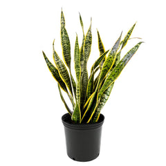 American Plant Exchange front view of tall Snake Plant adding dramatic vertical style