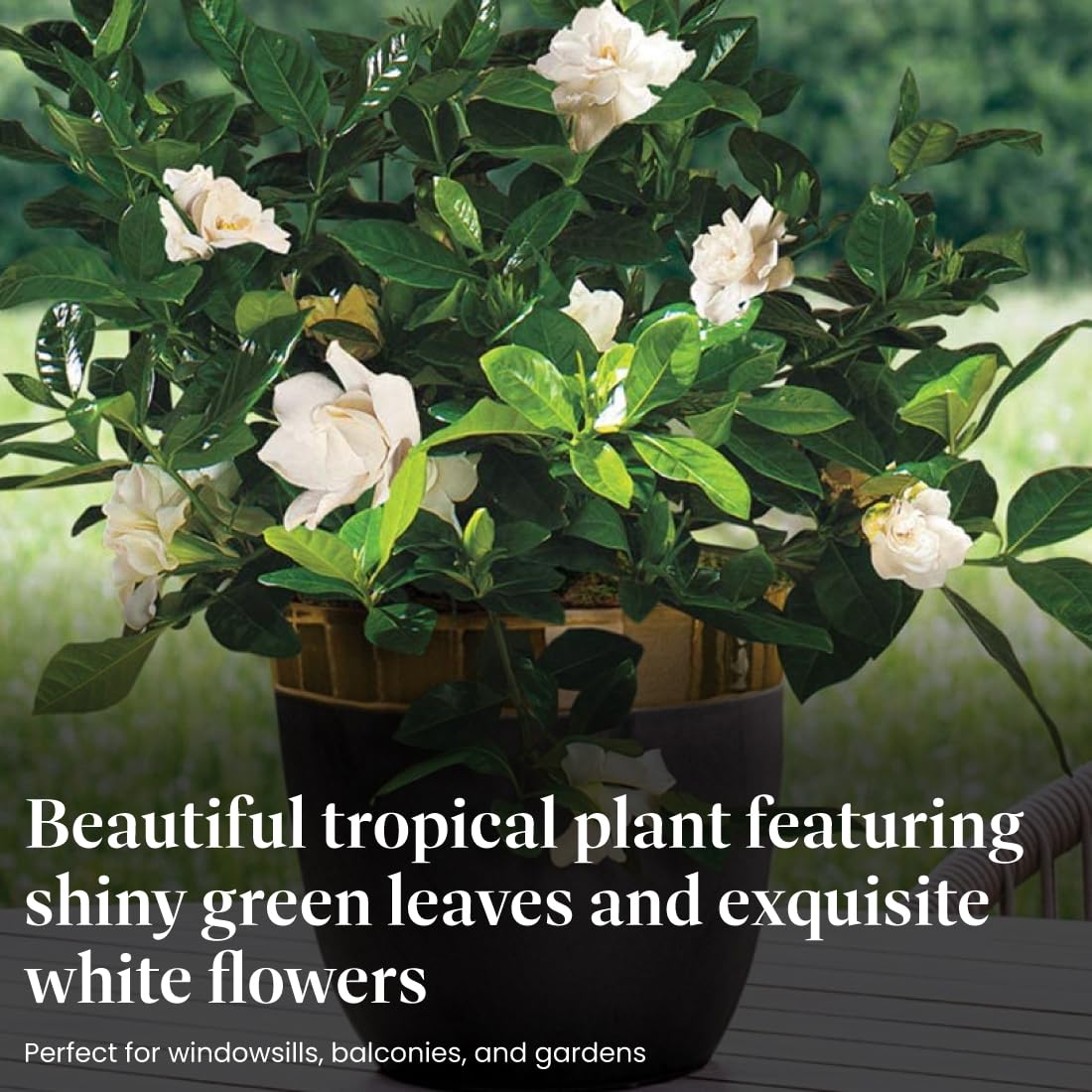 American Plant Exchange white gardenia bloom detail conveying fragrant attractive flowers