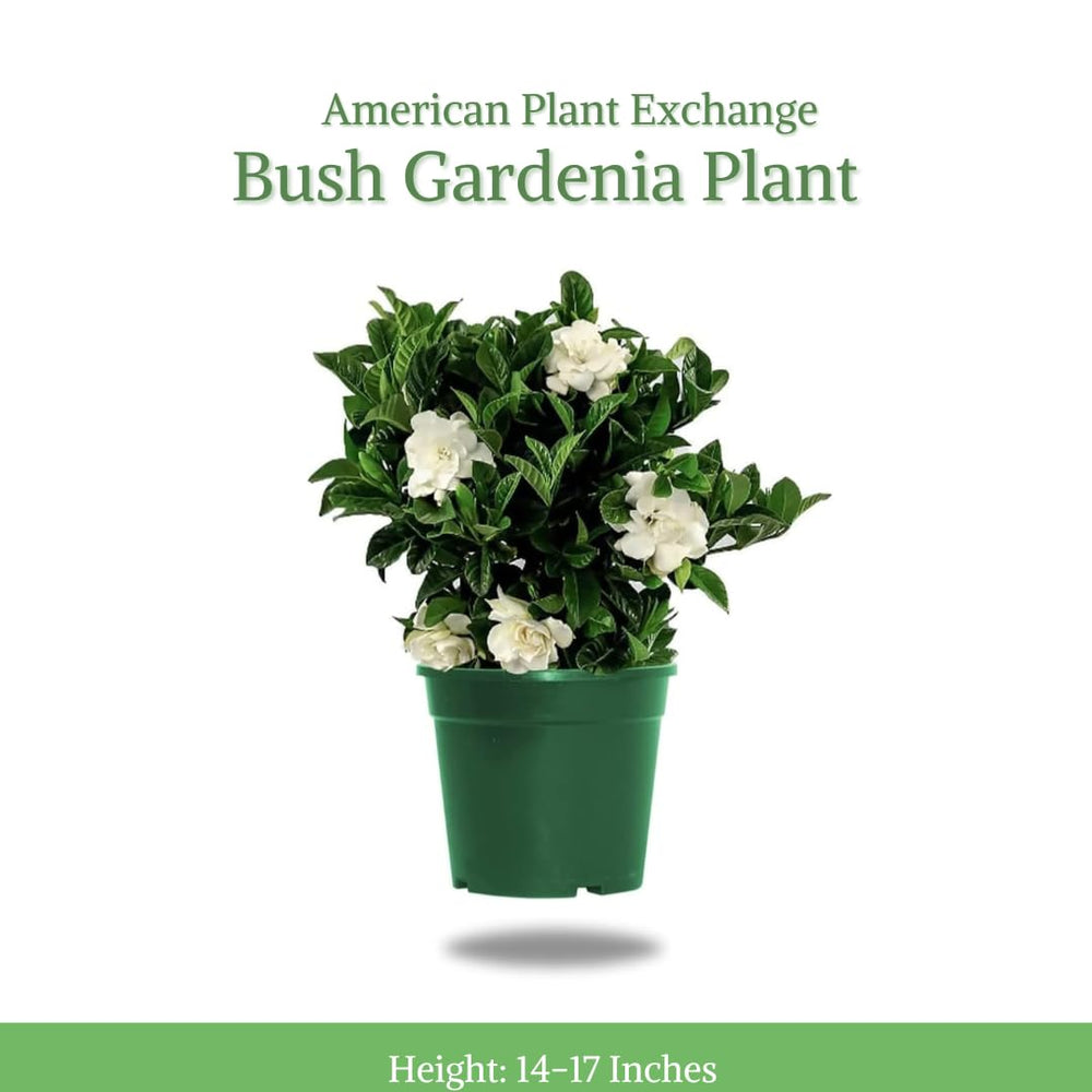 American Plant Exchange close-up of gardenia leaf texture highlighting healthy glossy foliage