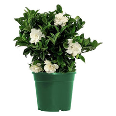 American Plant Exchange gardenia front view showing compact pot and glossy leaves for decor