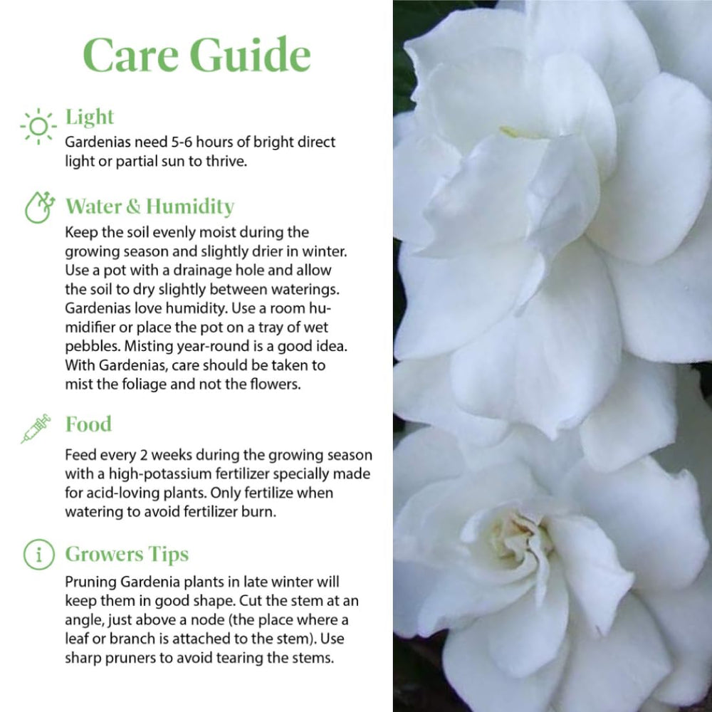 American Plant Exchange gardenia beside hand showing 6-inch pot scale and easy placement