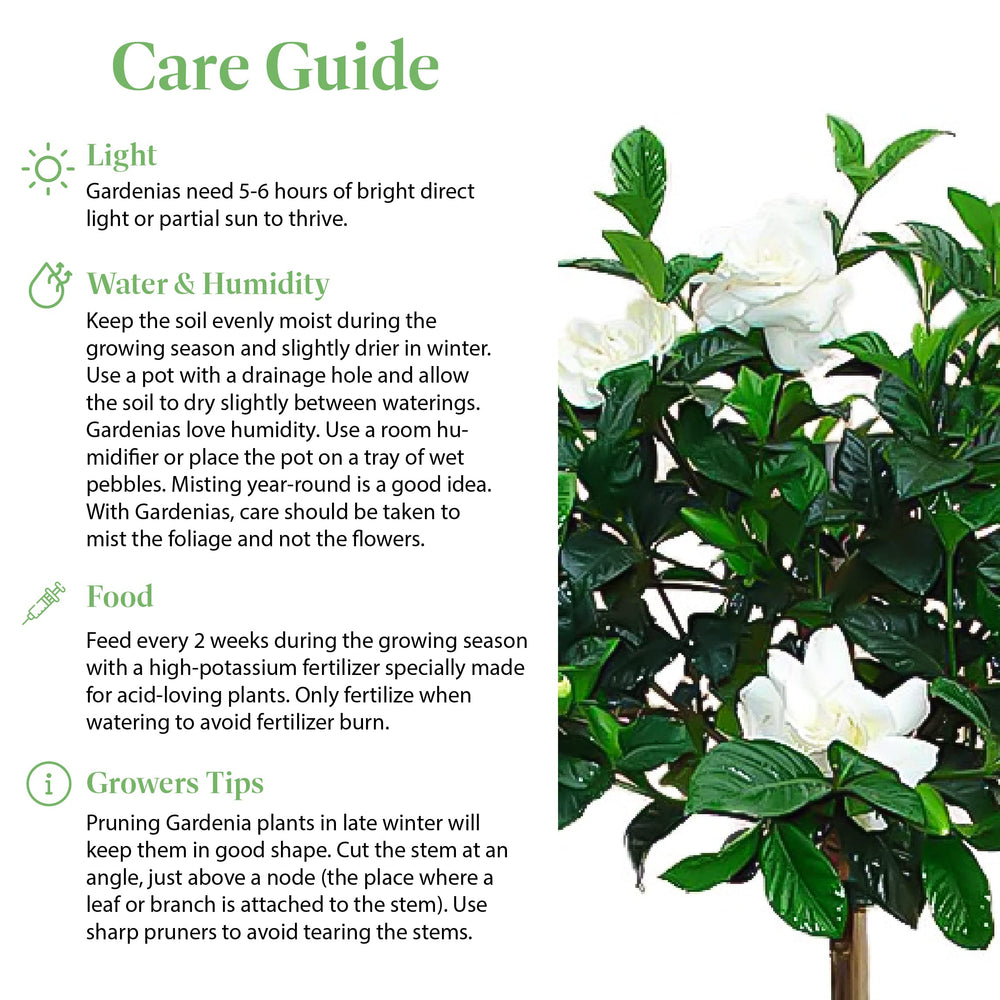 American Plant Exchange potted gardenia beside common objects showing size and scale