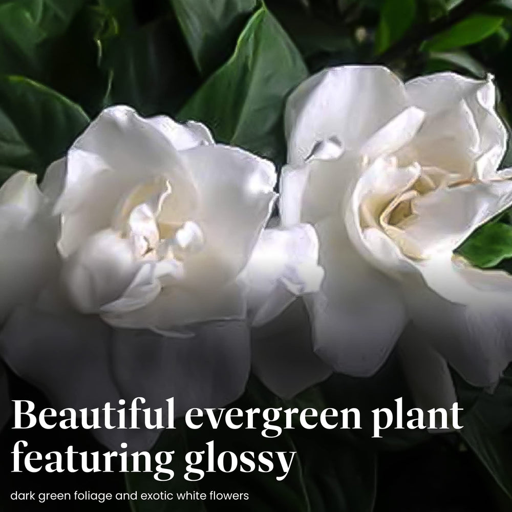 American Plant Exchange white gardenia bloom detail showing fragrance and ornamental appeal