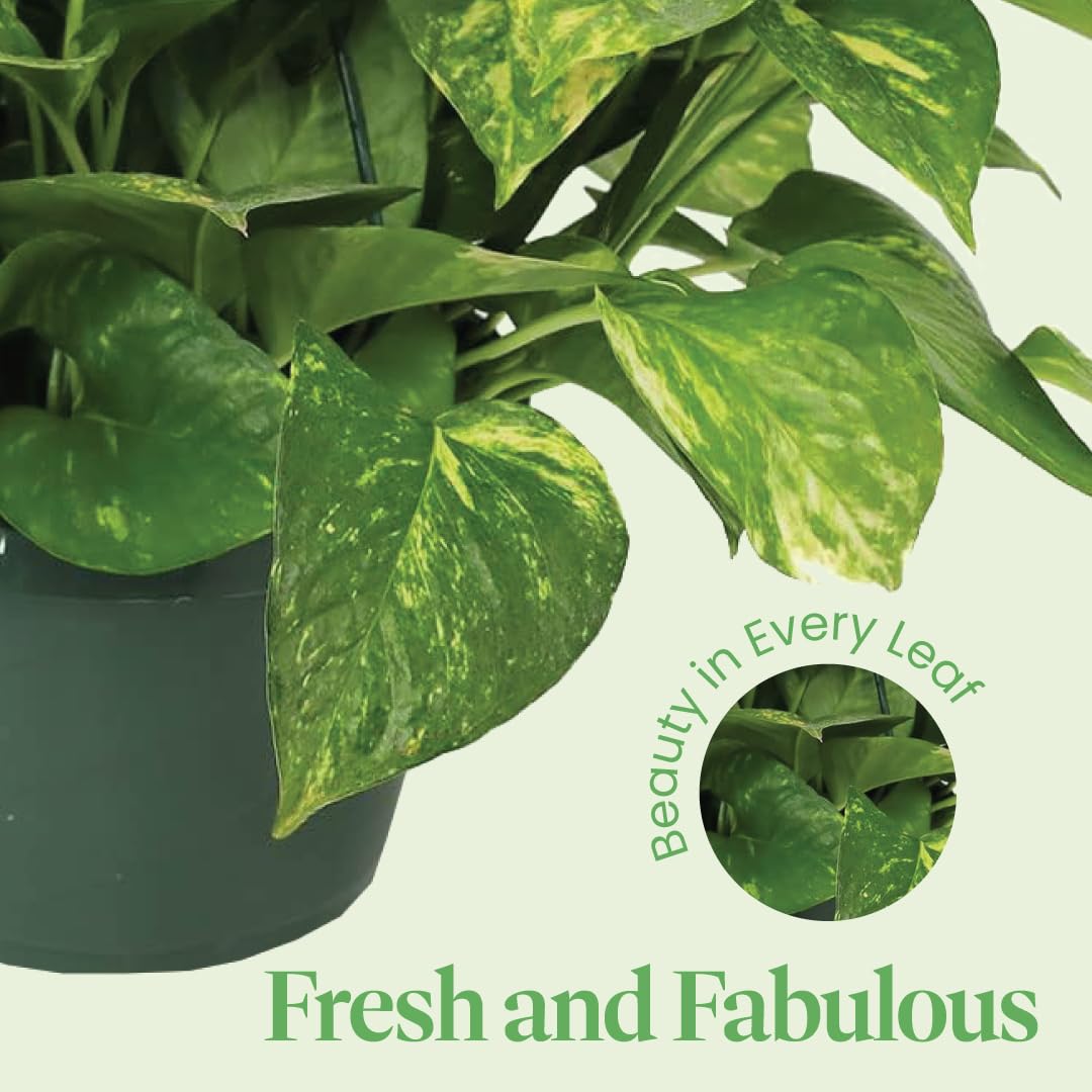 American Plant Exchange Golden Pothos in bathroom lifestyle showing humidity-tolerant benefit