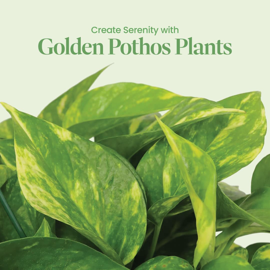 American Plant Exchange Golden Pothos close leaf texture highlighting variegation benefit