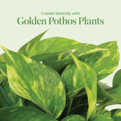 American Plant Exchange Golden Pothos close leaf texture highlighting variegation benefit