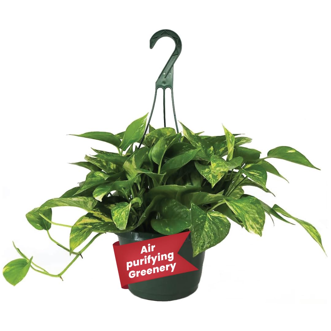American Plant Exchange Golden Pothos front view showing full foliage benefit