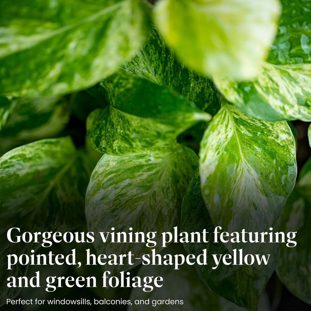 American Plant Exchange Golden Pothos in hanging basket adding vertical greenery