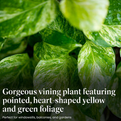 American Plant Exchange Golden Pothos in hanging basket adding vertical greenery