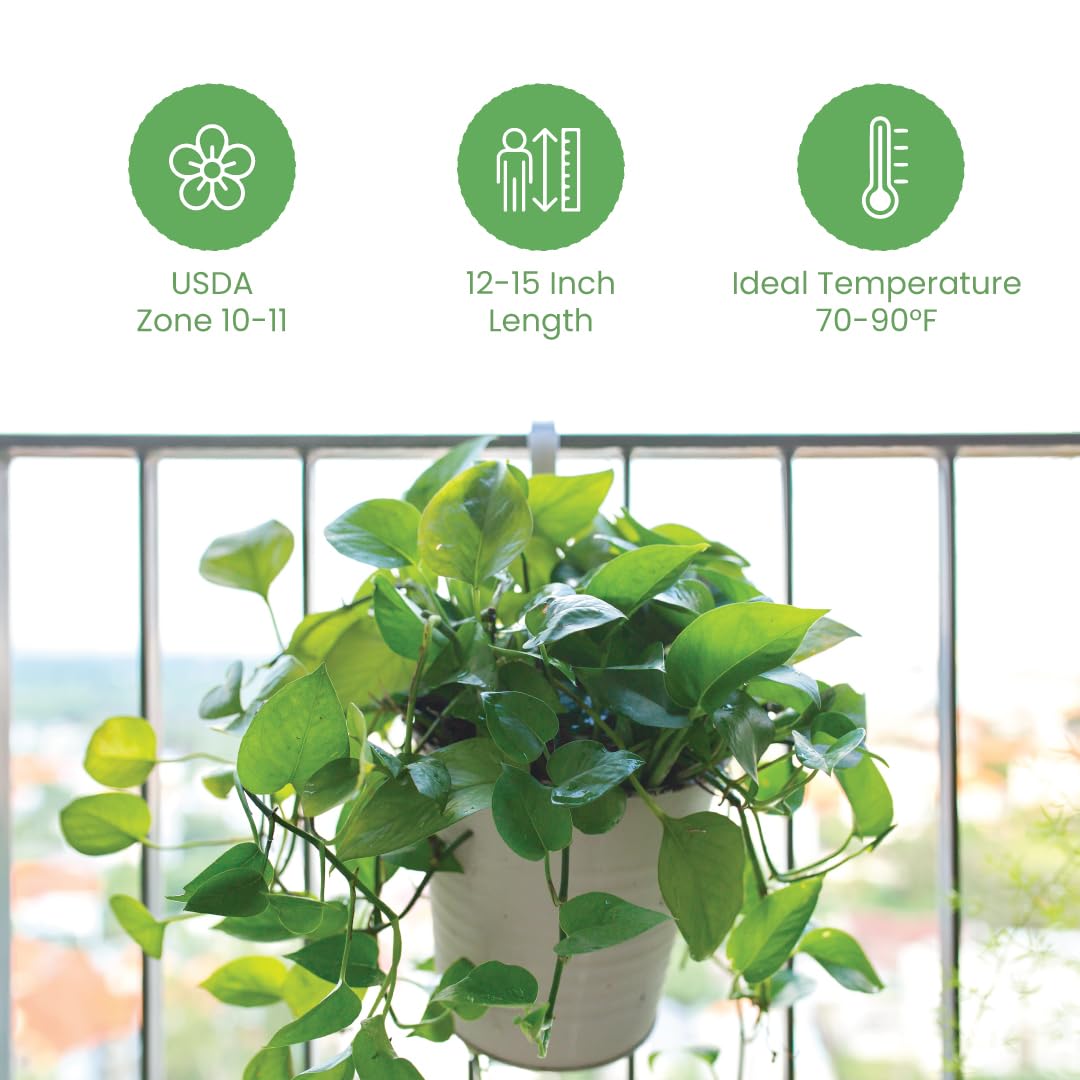American Plant Exchange Golden Pothos hanging in macramé showing cascading benefit