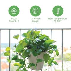 American Plant Exchange Golden Pothos hanging in macramé showing cascading benefit