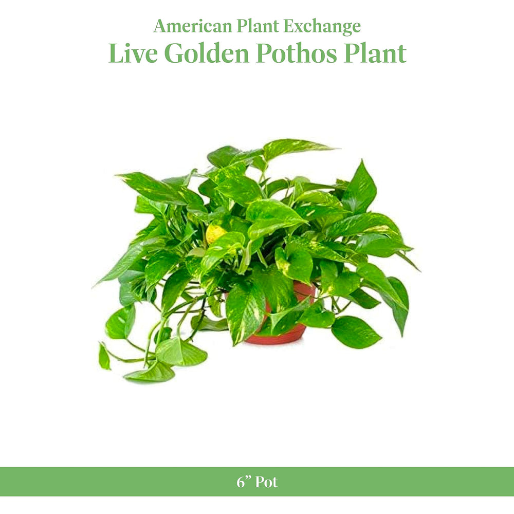 American Plant Exchange close-up of Golden Pothos leaf showing healthy variegation