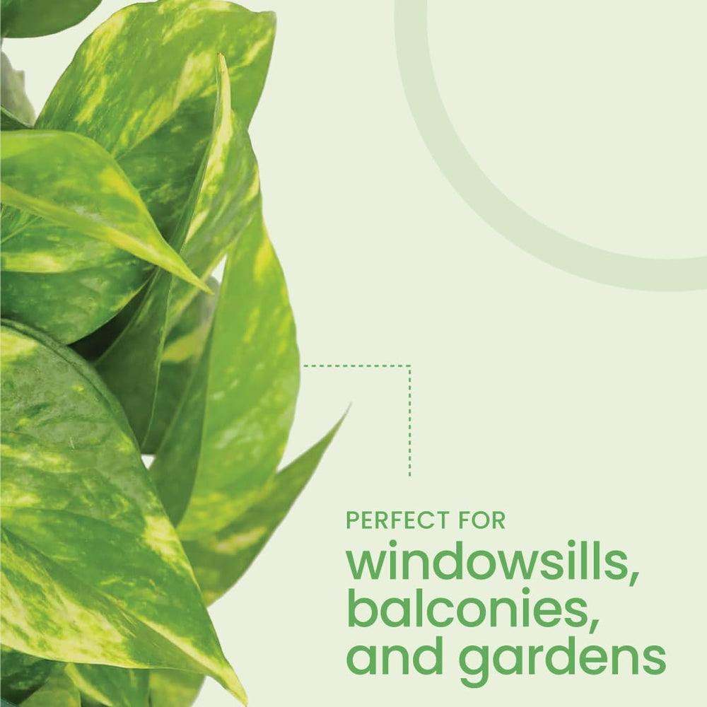 American Plant Exchange Golden Pothos root ball and soil showing healthy base benefit