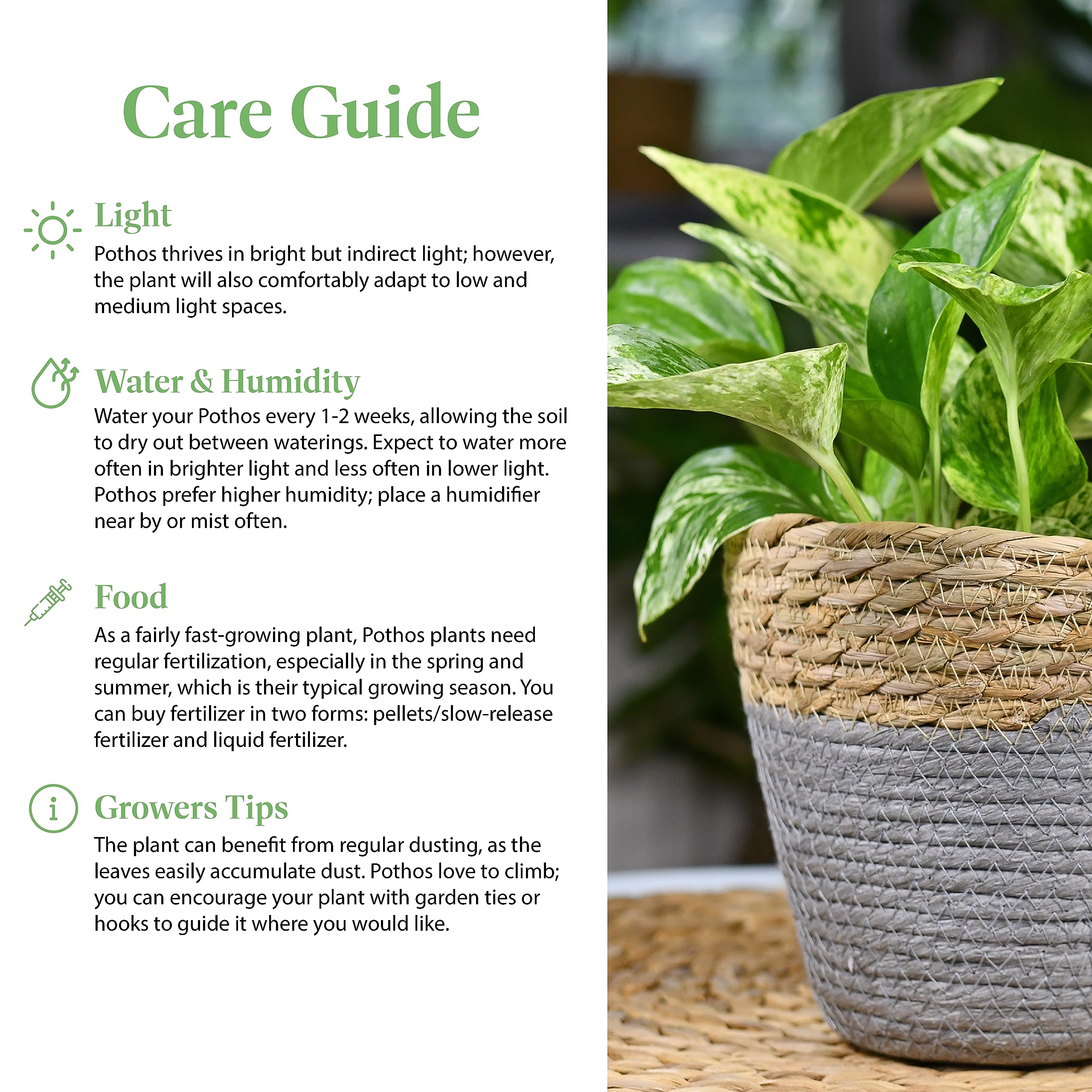 American Plant Exchange stem and node detail for easy propagation and growth