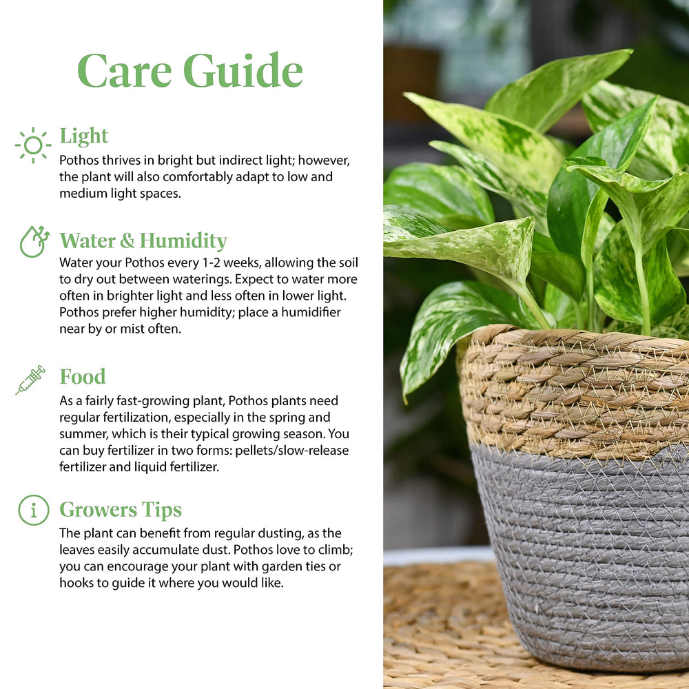 American Plant Exchange stem and node detail for easy propagation and growth
