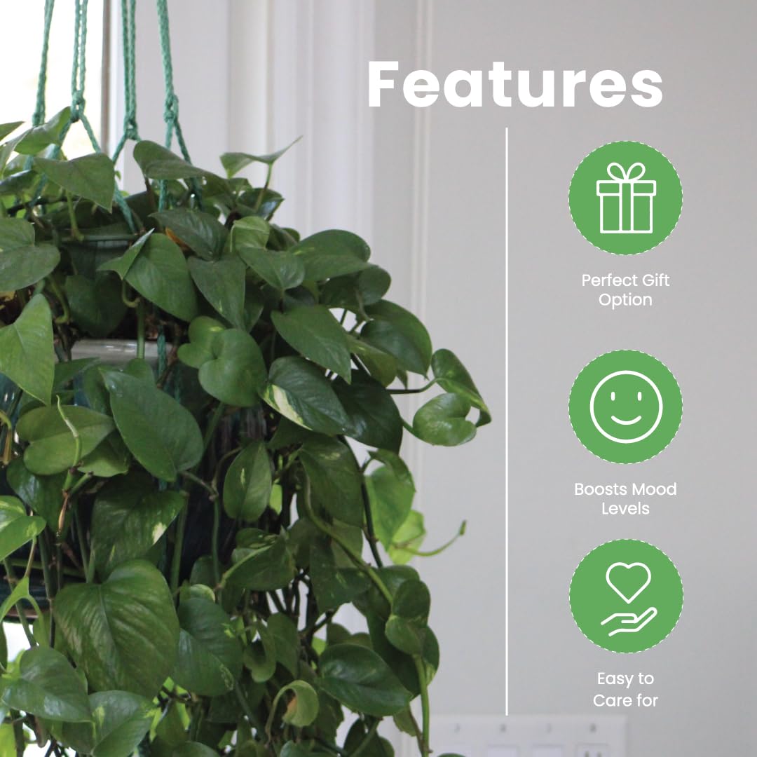 American Plant Exchange Golden Pothos trailing over shelf adding greenery benefit