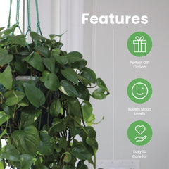 American Plant Exchange Golden Pothos trailing over shelf adding greenery benefit