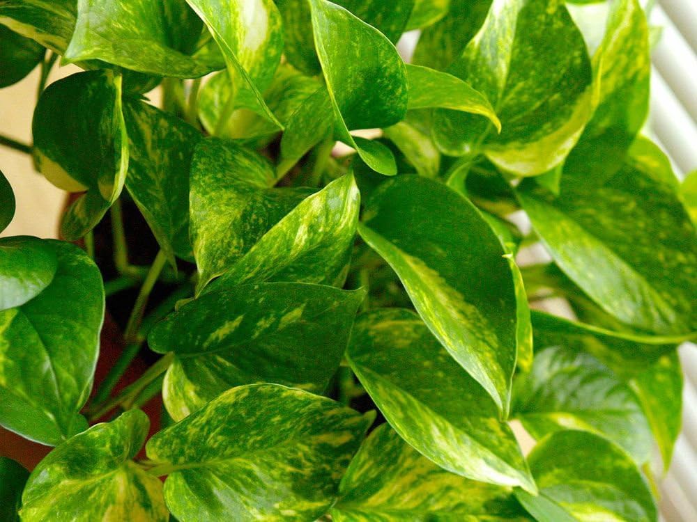 American Plant Exchange detailed variegation pattern highlighting gold and green