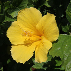 American Plant Exchange yellow hibiscus close-up of golden bloom highlighting petal texture and nectar appeal