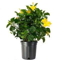 American Plant Exchange yellow hibiscus front view showing full bush and bright blooms for impact