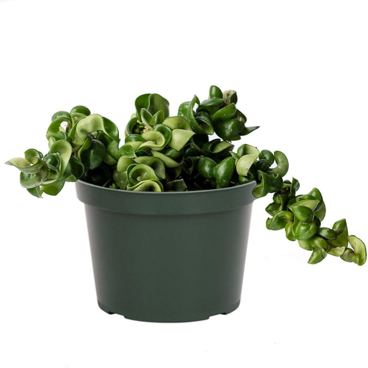 American Plant Exchange Hoya Hindu Rope front view showing twisted vines and compact form