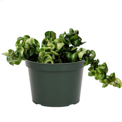 American Plant Exchange Hoya Hindu Rope front view showing twisted vines and compact form