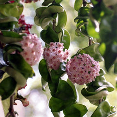 American Plant Exchange Hoya Hindu Rope trailing from a hanging basket adding vertical interest