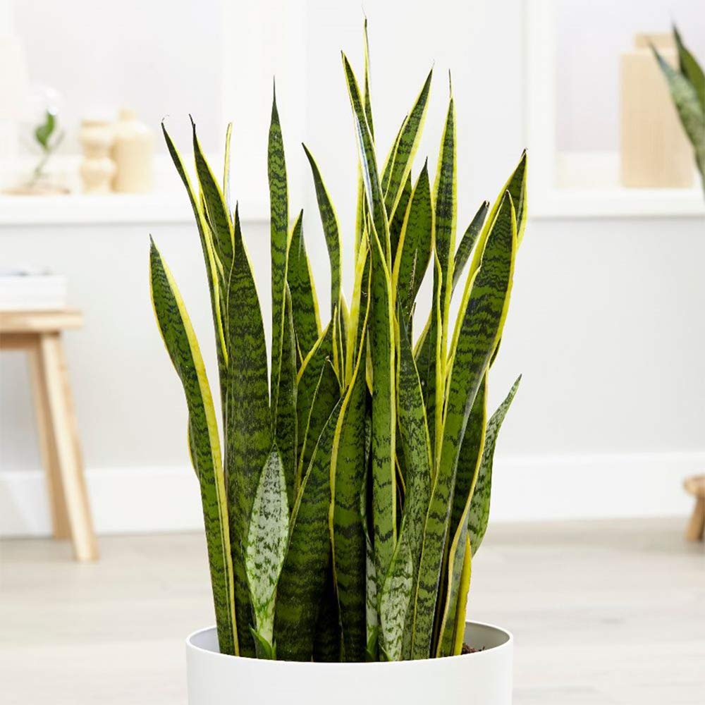 American Plant Exchange Snake Plant in living room improving décor and easy-care appeal