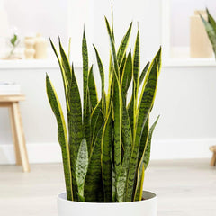 American Plant Exchange Snake Plant in living room improving décor and easy-care appeal