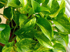 American Plant Exchange pothos totem pole in living room, adds tropical height and ambiance