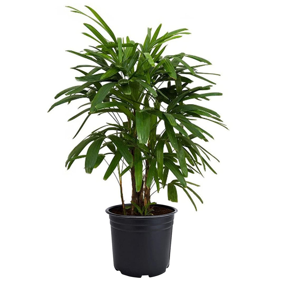 American Plant Exchange Lady Palm front view showcasing compact clumping foliage and elegance