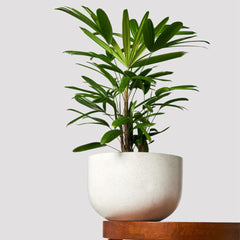 American Plant Exchange Lady Palm styled in a living room adding vertical texture and calm
