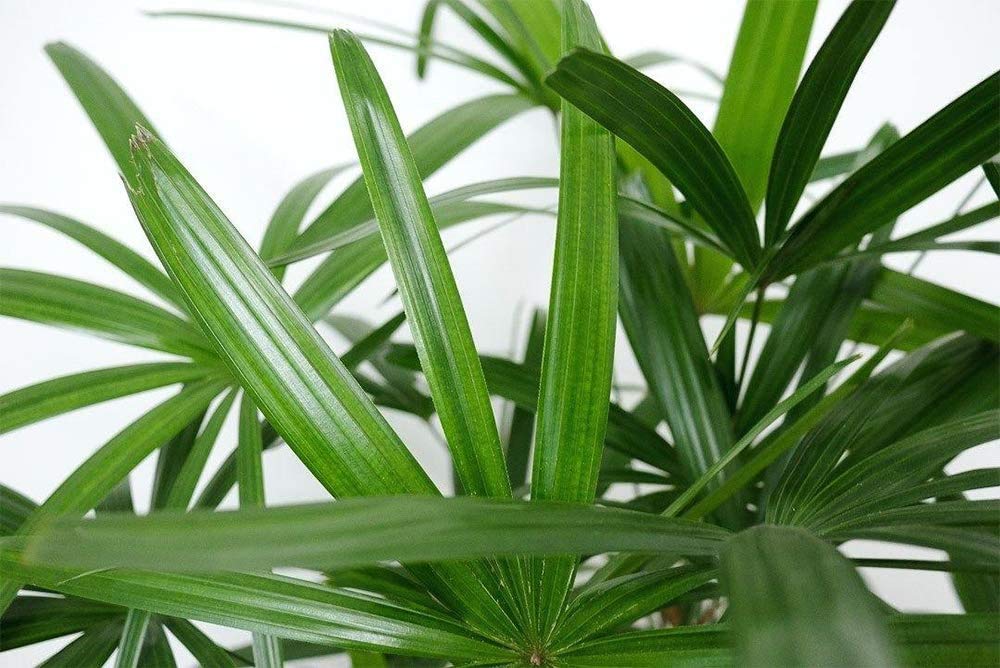 American Plant Exchange Lady Palm leaf close-up showing texture and healthy deep-green fronds