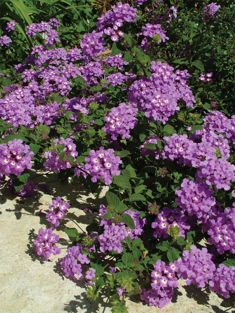 American Plant Exchange lantana close-up of lavender blooms showing texture and pollinator appeal