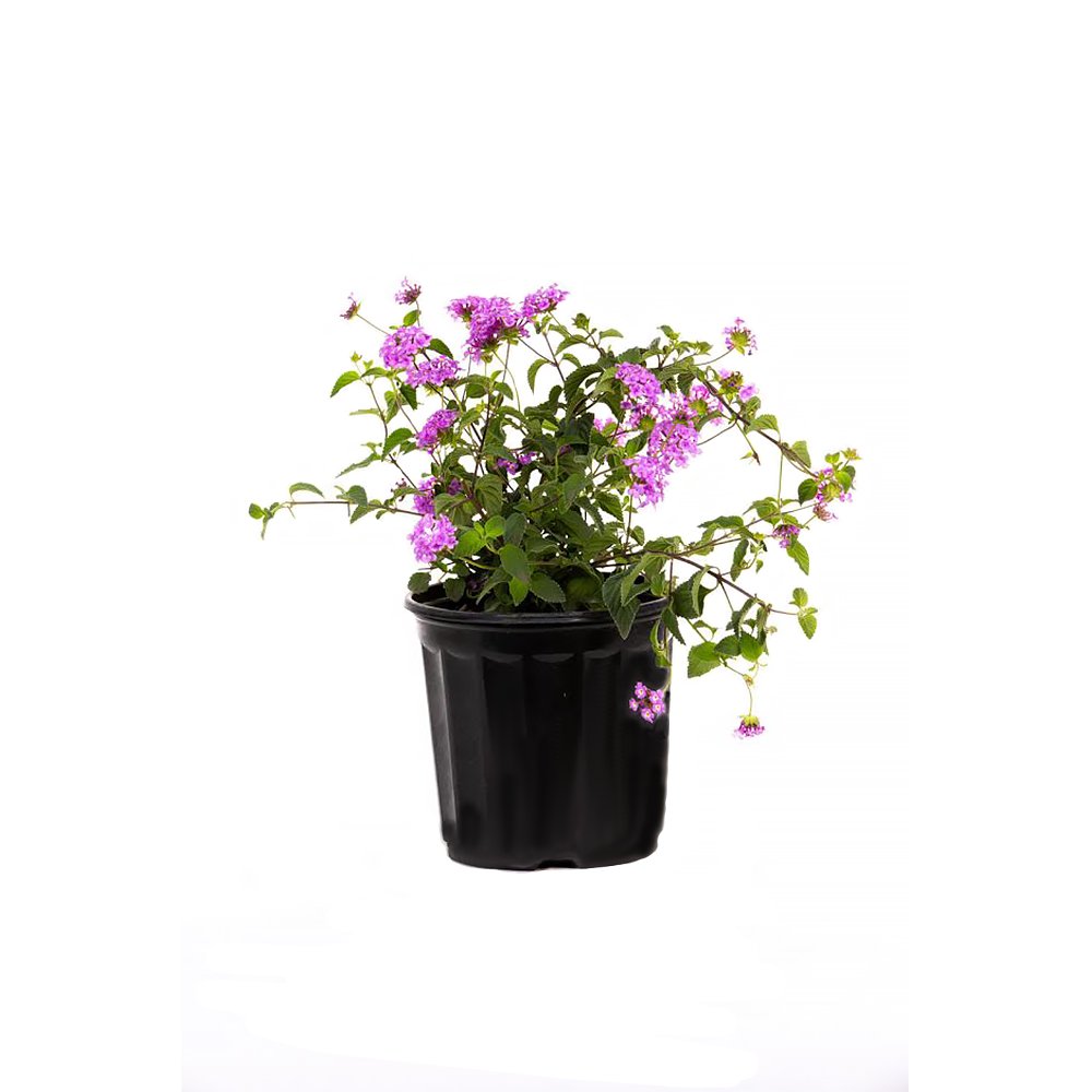 American Plant Exchange lantana front view in 6-inch pot showing purple blooms and container-ready benefit