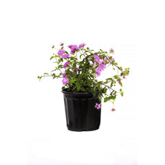 American Plant Exchange lantana front view in 6-inch pot showing purple blooms and container-ready benefit