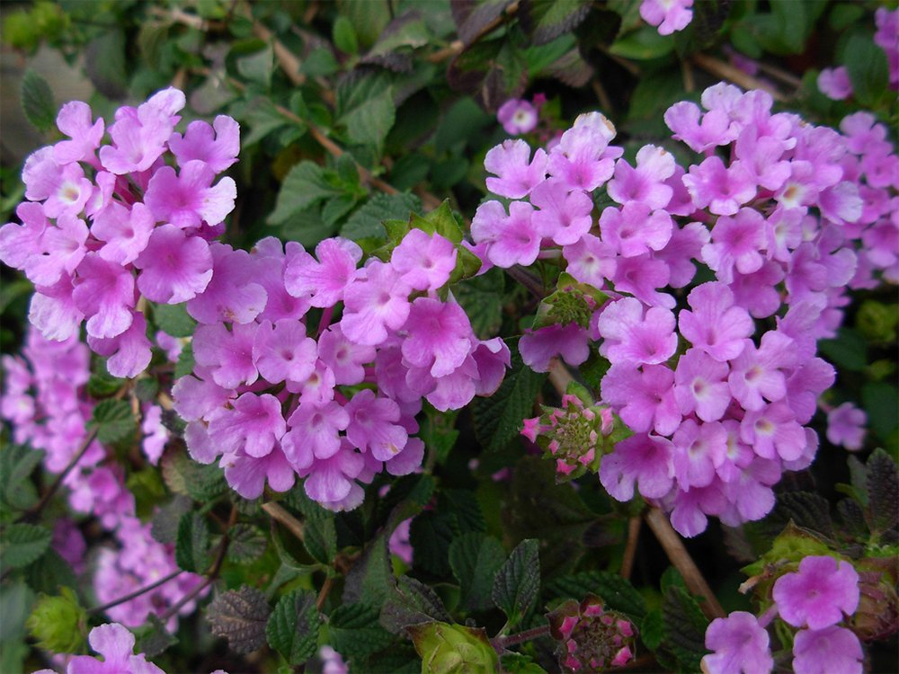 American Plant Exchange lantana styled on a sunny patio showing versatility and decorative benefit