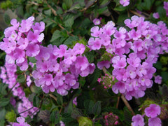 American Plant Exchange lantana styled on a sunny patio showing versatility and decorative benefit