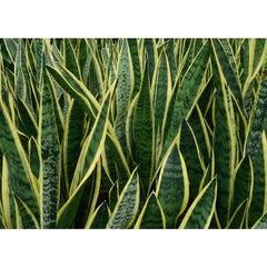 American Plant Exchange close-up of yellow-edged leaf showing healthy texture and pattern