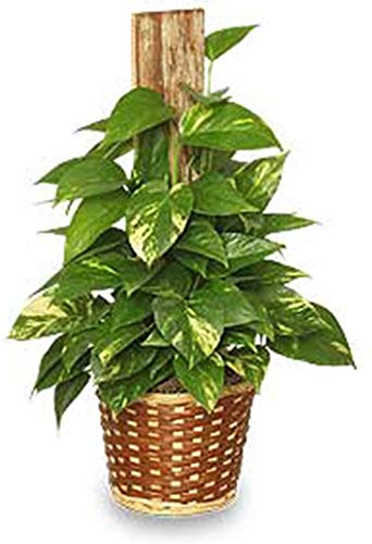 American Plant Exchange close-up of golden variegation on pothos leaf, vibrant decorative foliage
